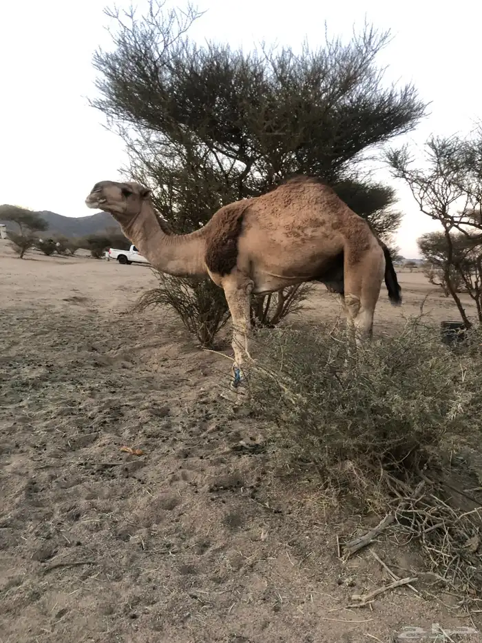 بعير وقعود وبكره 0