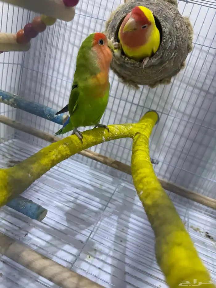 زوج روز مشروط مكينت انتاج في ذمه ماعه 6بيضات انثى عين حمرا 2