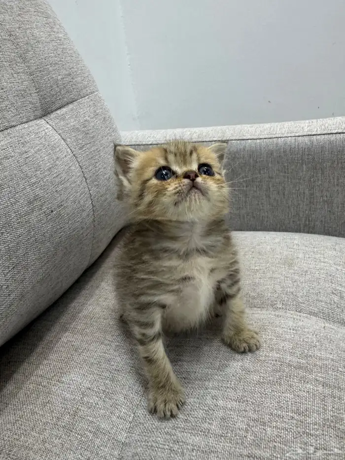 قط صغير ( كيتن ) هملايا و بيرشن بيكي فيس 0