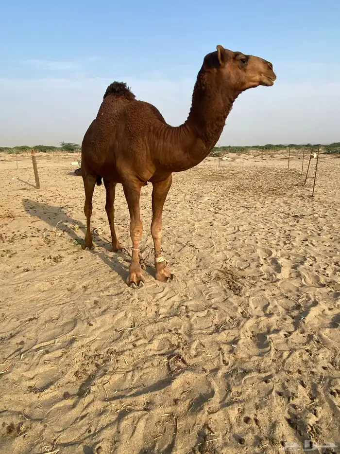 بكره وقعود للبيع 4