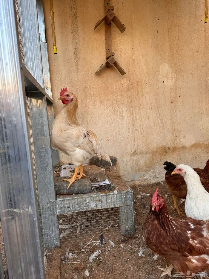 ديوك لوهمان عدد خمسه او سته بيور 2