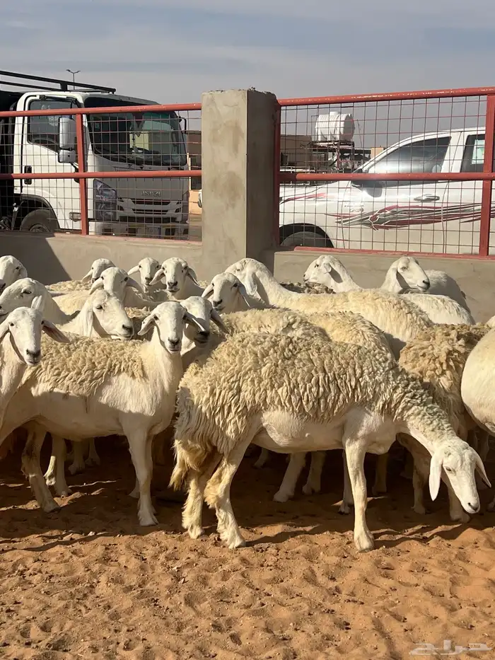 حريات صنف الصنف مراح متعوب عليه 39