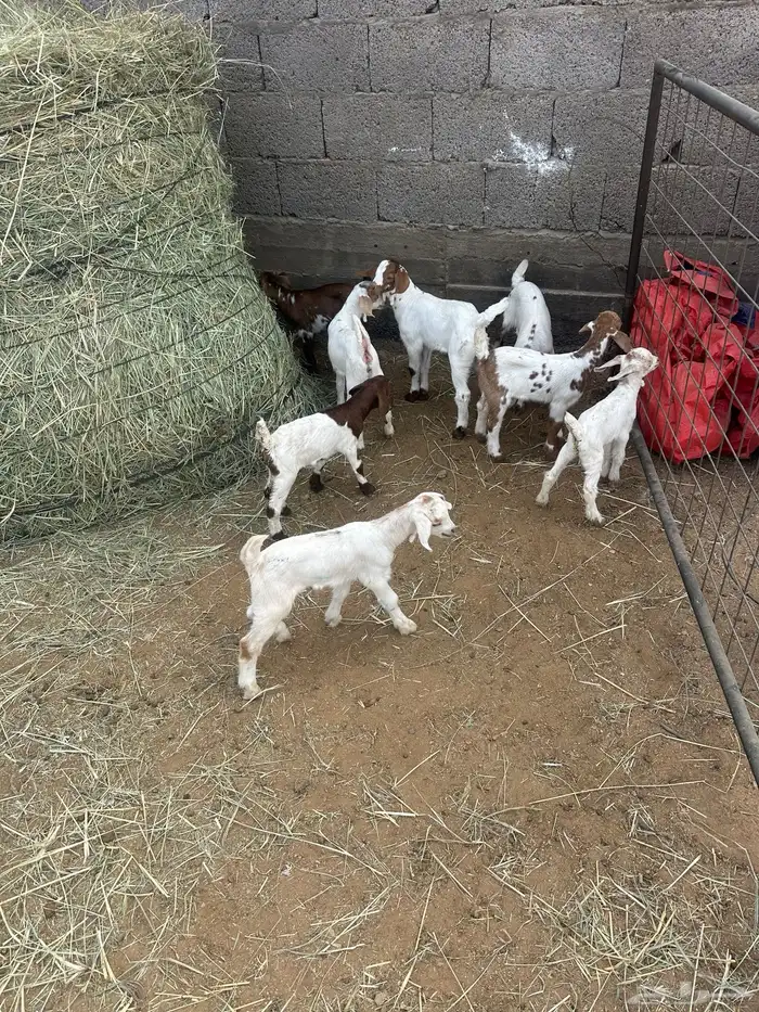 معزا متابيع 4