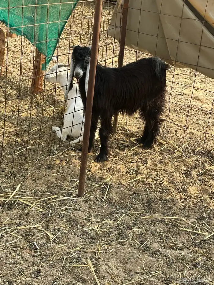 ذبيحه تيس عارضي تم البيع 0