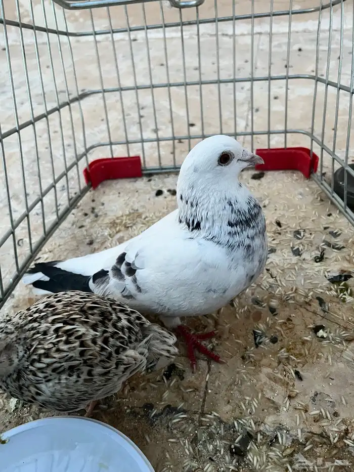 حمامه بكستانية و سمان للبيع النوع أنثى الاثنين 1