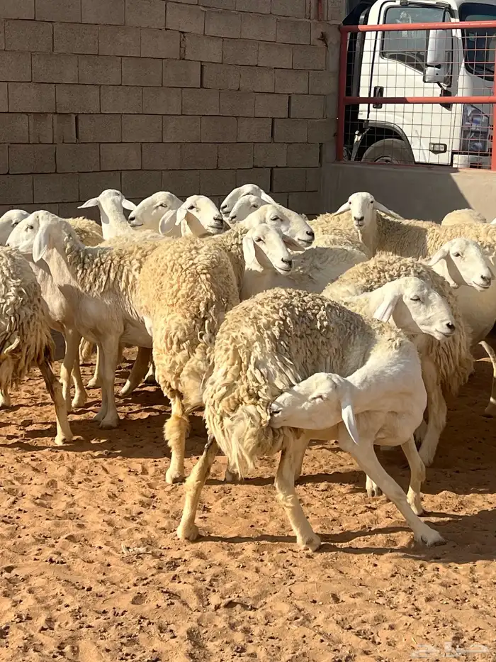 حريات صنف الصنف مراح متعوب عليه 18