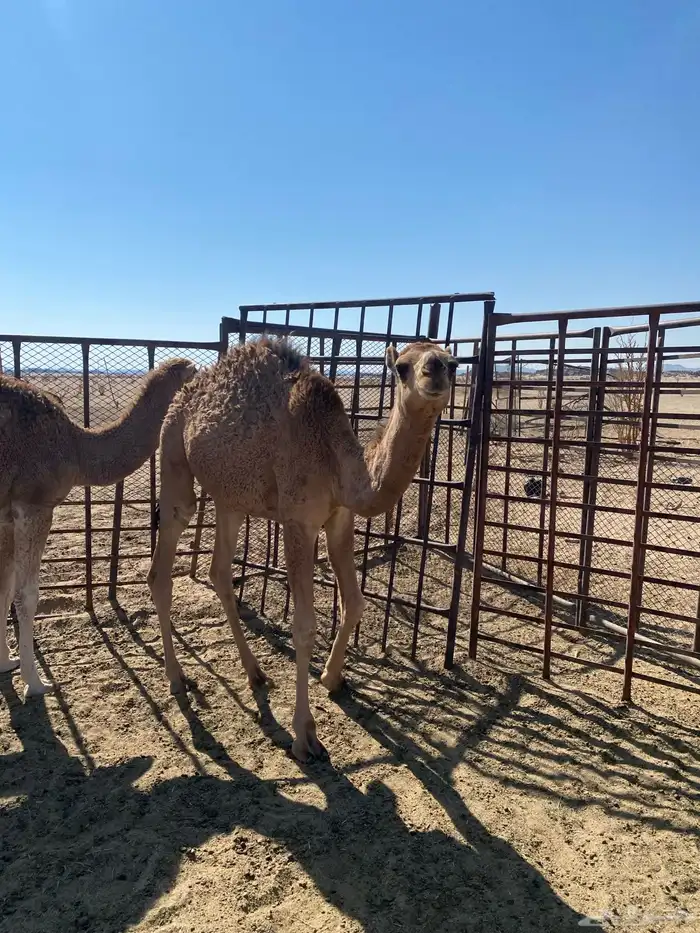 قعدان للبيع 1