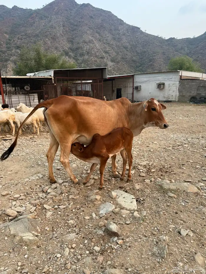 بقره منتوجه ام ثاني 1