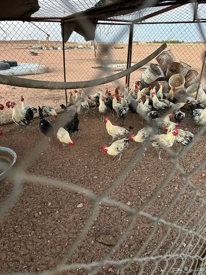 ديوك فيومي 3