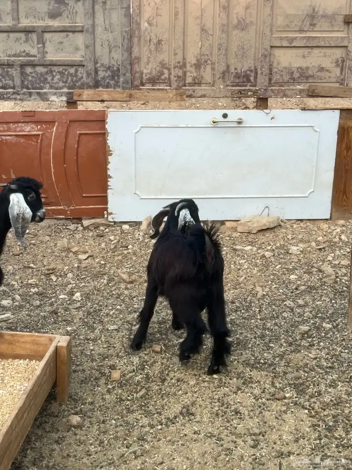 تيس شحم. (تم البيععع ) 1