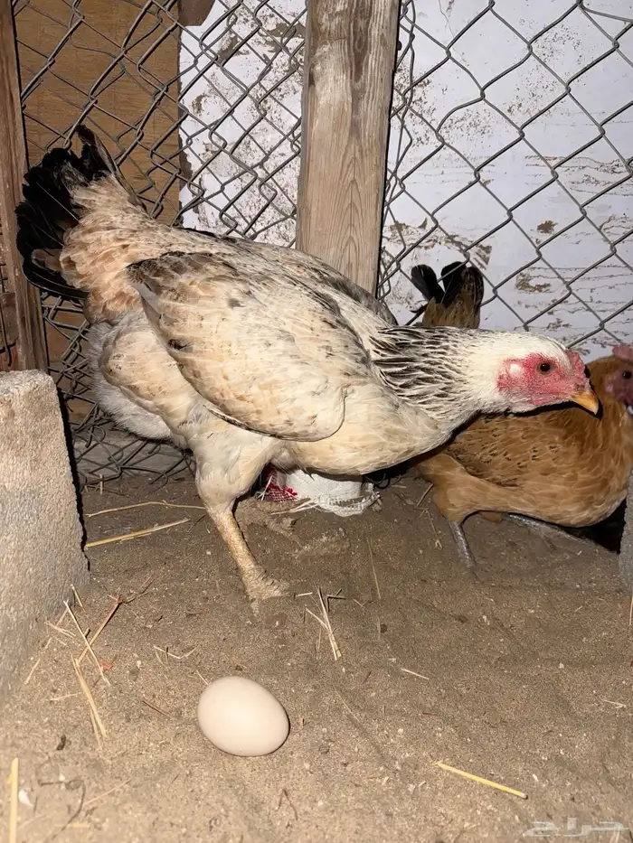 دجاجه للبيع 0