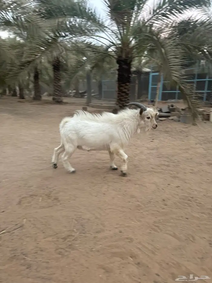 تيس قزمي اصل 0