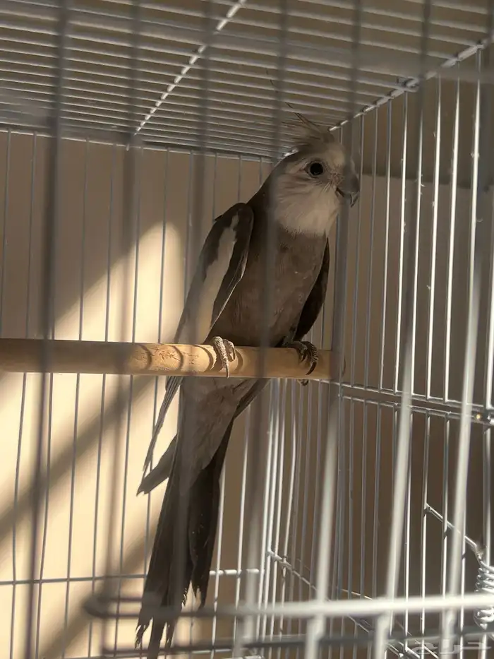 عرض خاص ذكر كروان وايتت فيس فخممم 3