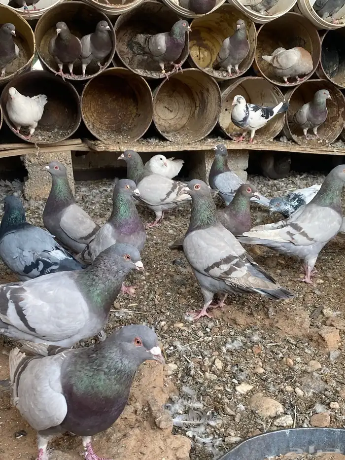 حمام متزاوج فرنسي سلفر 2