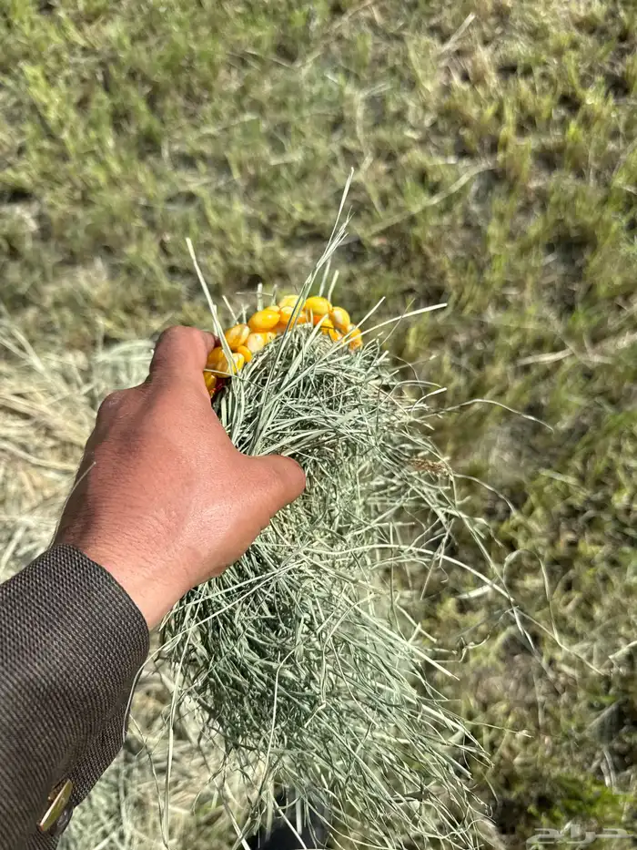 على طلب العميل برسيم رودس ذره نجم ت 10