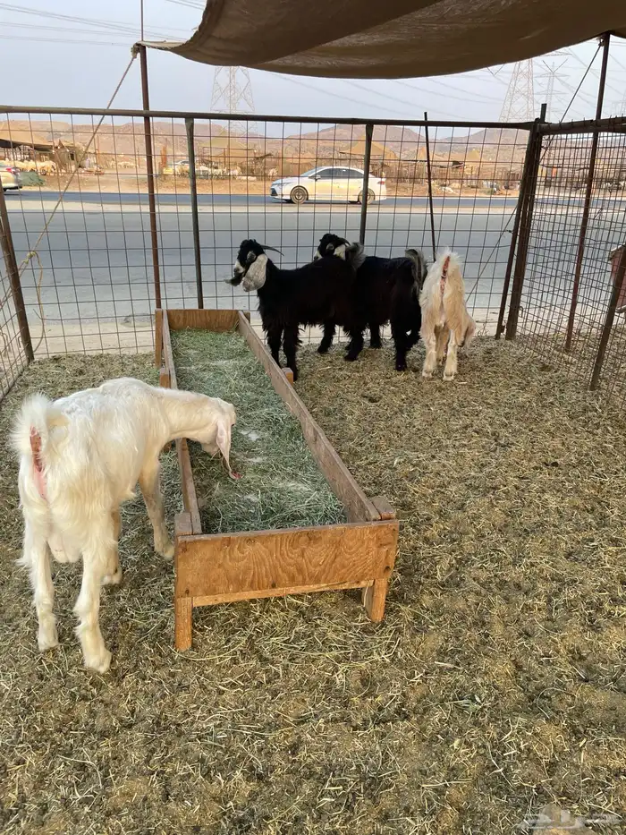 تيوس فل شحم 3