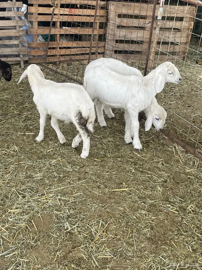 بهم حري بهم دواغير 22