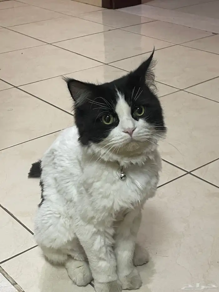 قط ذكر معقم ( للتبني ) 10