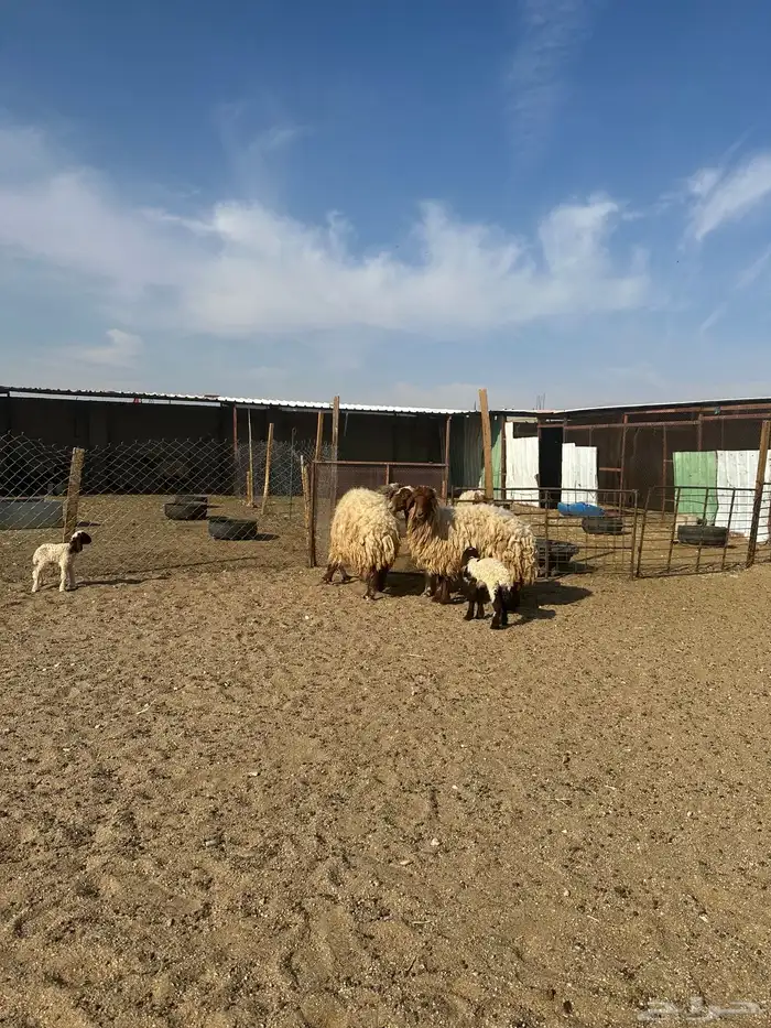 مطافيل انعيم طيبه اللبييع 6