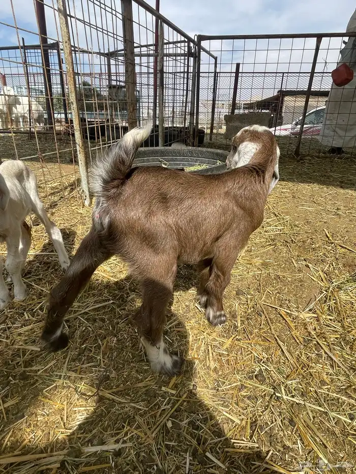 بهم حري بهم دواغير 39