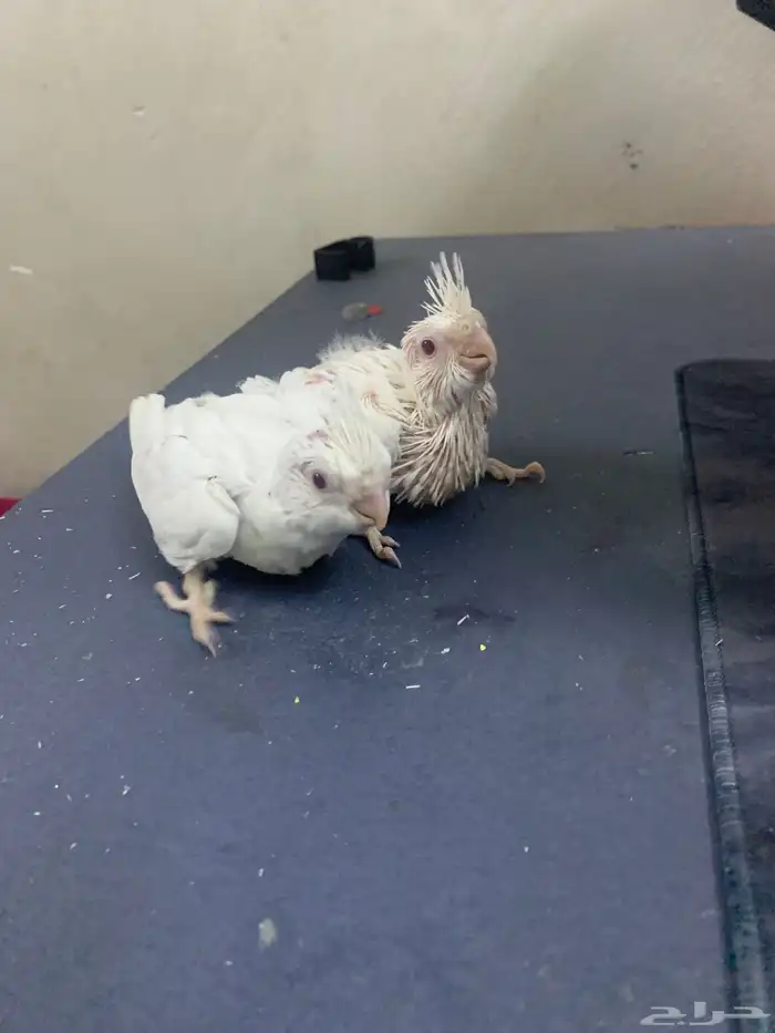 فروخ كروان 1