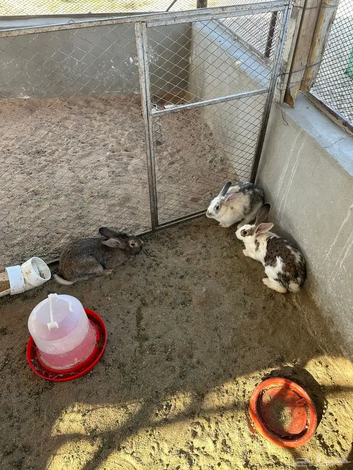 ارانب ايطالي وبلدي 1