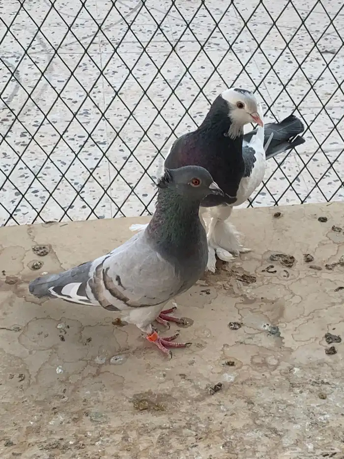 طيور للبيع 10