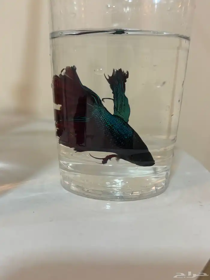 اسماك الفايتر 1