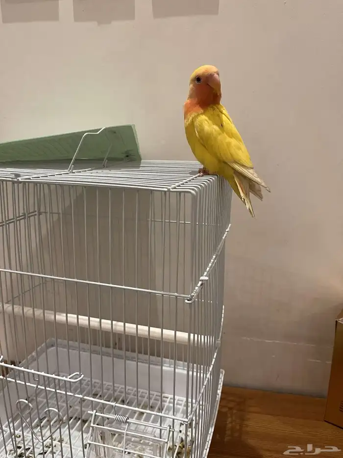 طير روز الييف 3