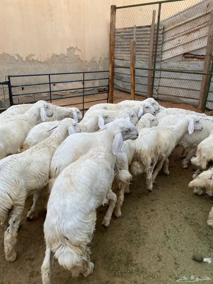 بهم حريات فاخره 6