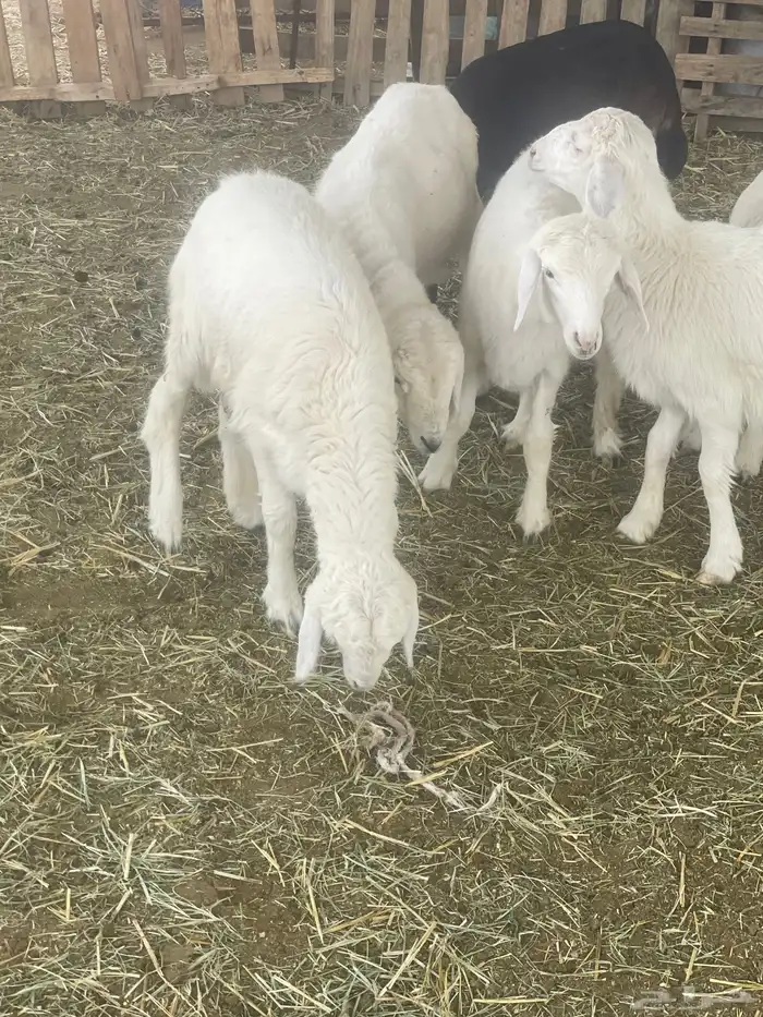 بهم حري بهم دواغير 31