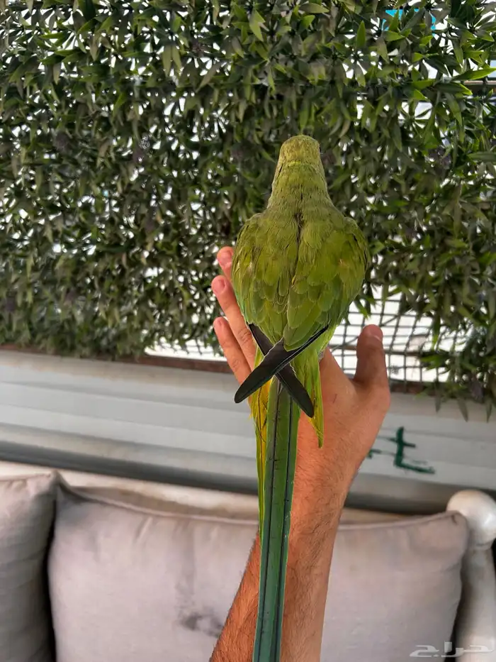 دره هندي اليفه و بداية كلام و يبوس 2