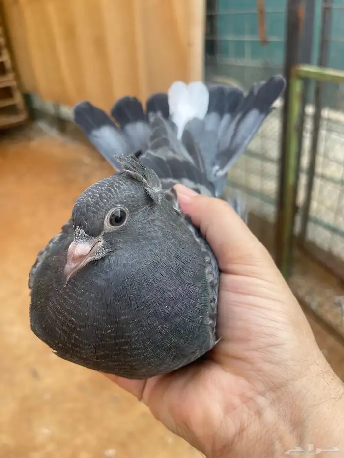 طبات مميزه معاريف 0