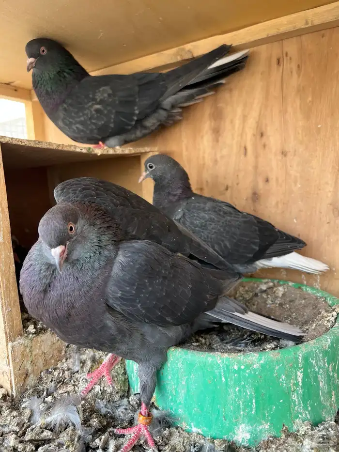 جوز قطايف بفروخه معاريف 1