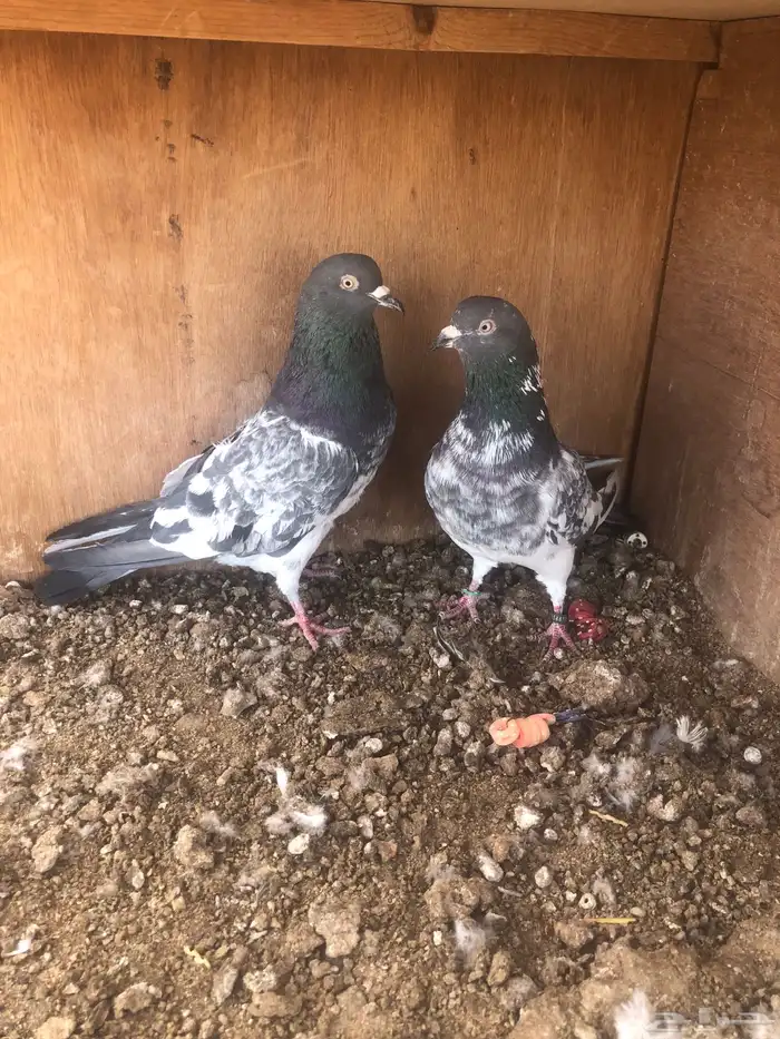 حمام باكستاني للبيع اذكرين رامات بيور 3