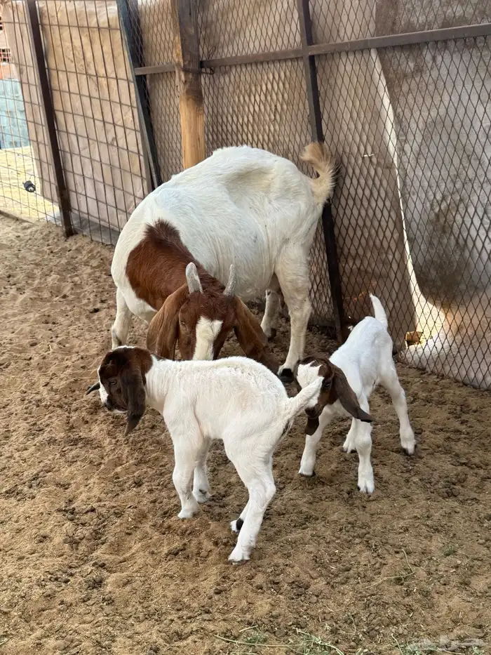 عنز بورقوت تحتها اثنين تيوس دم صافي 0