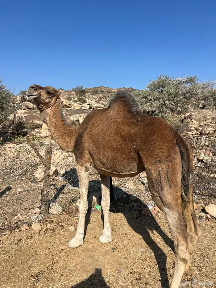 ناقه حمراء من العوادي 4