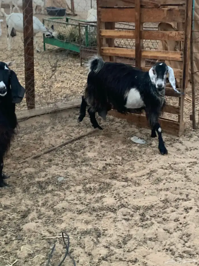 للبيع معزا مقربات على ولاده 4