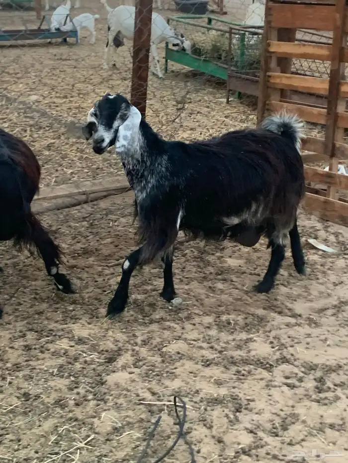 للبيع معزا مقربات على ولاده 2