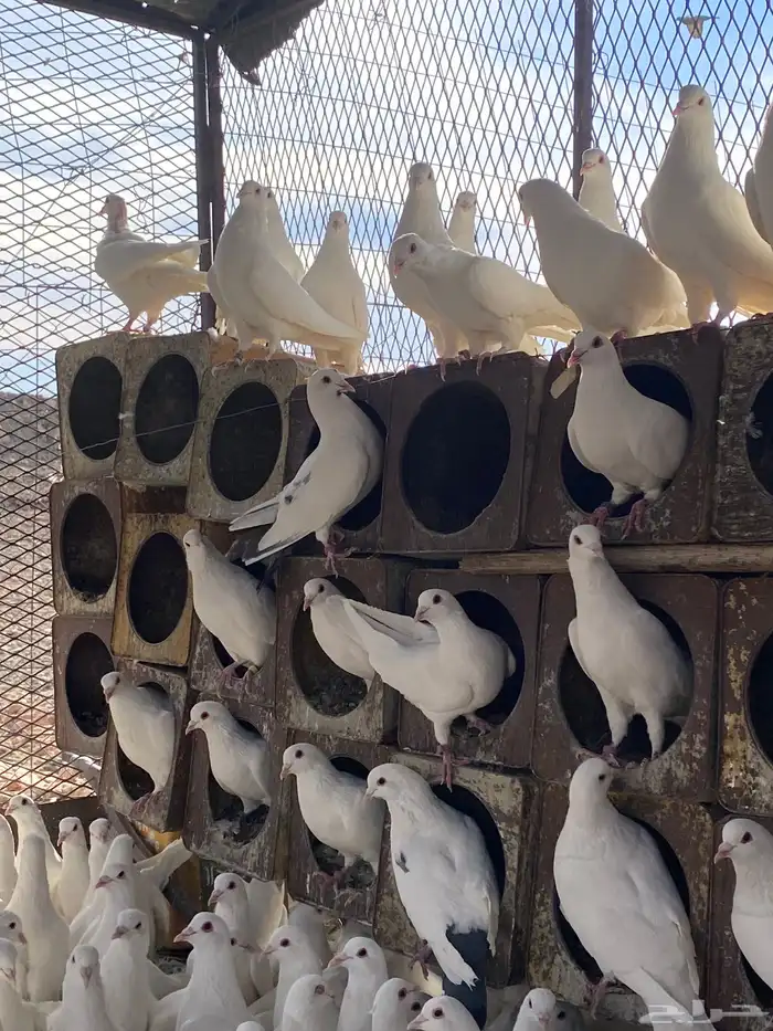 حمام فرنسي سوبر جانبو ملكي فاخر 11