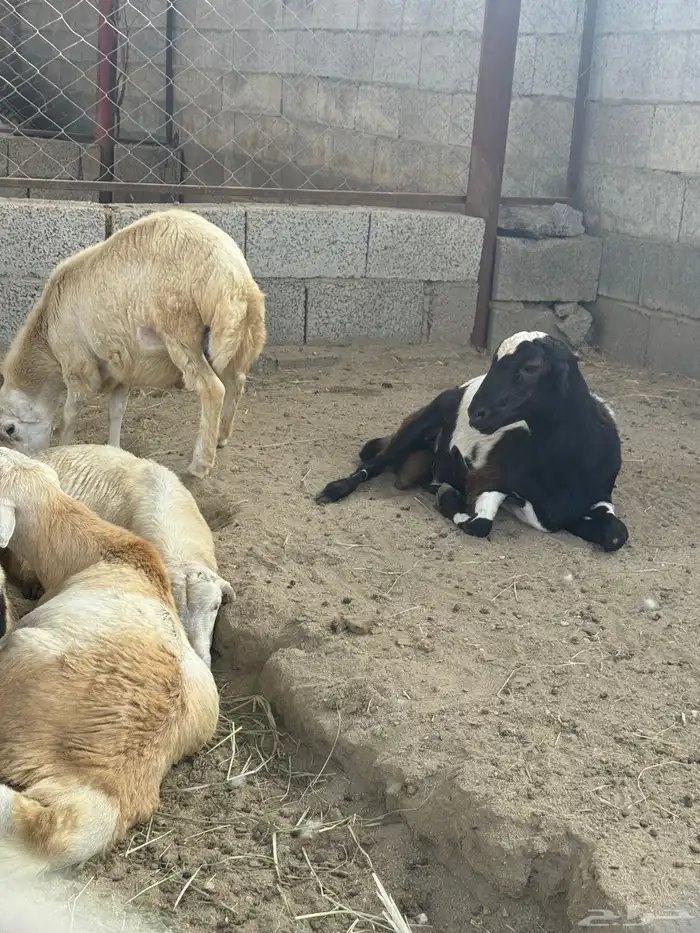 خرفان البيع في العيدابي بلدي 0