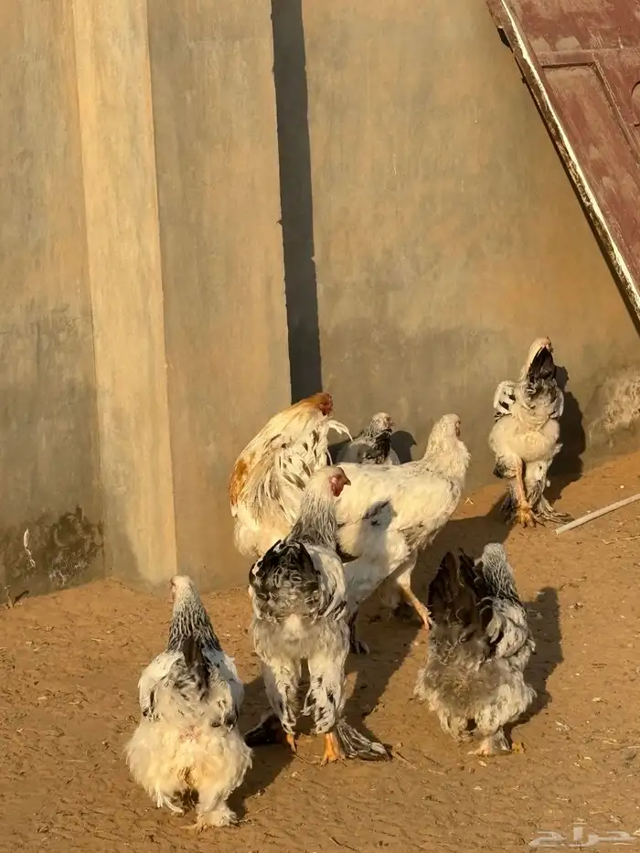 دجاج براهما 2