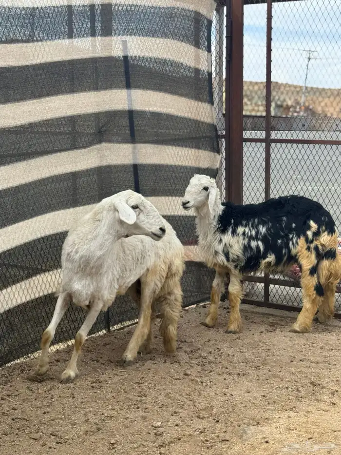 شاه رباع فل طلي نجدي جذع 3