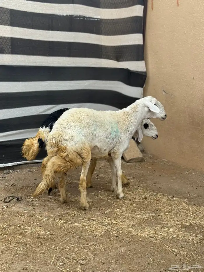 شاه رباع فل طلي نجدي جذع 4