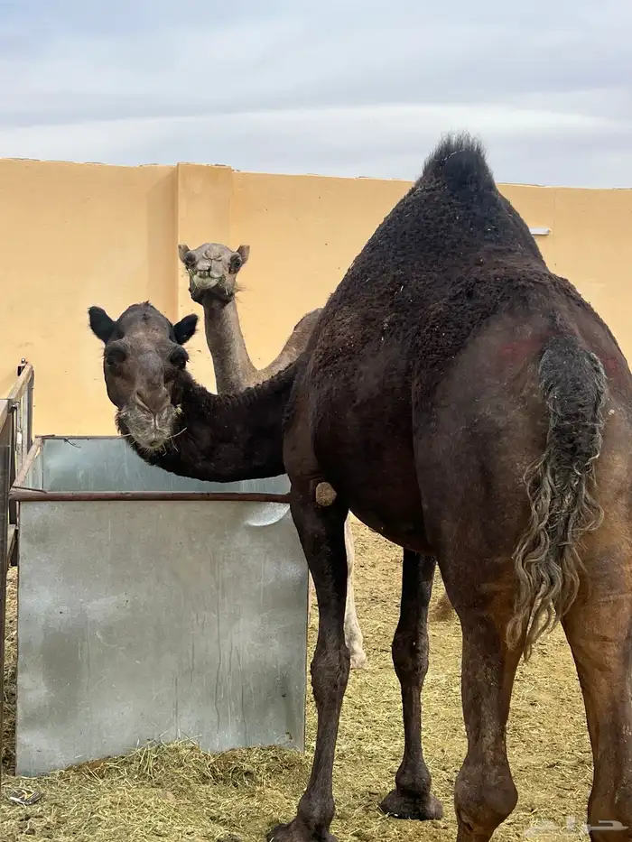 ناقتين مجاهيم امهات حليب 6