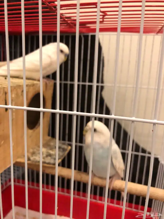 جوز بادجي للبيع 1