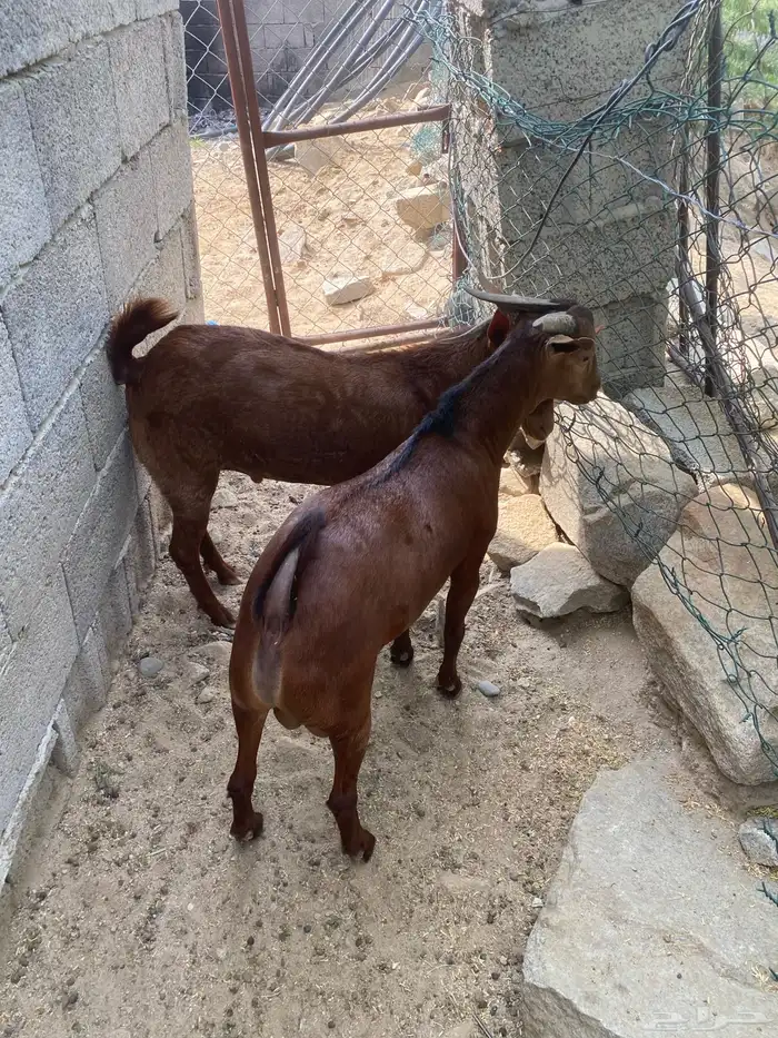 تيوس بلدي مرباه. جذعان 3