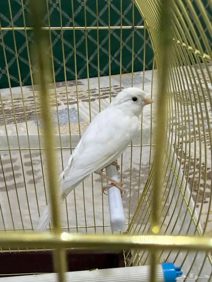 للبيع ذكر كناري آبيض تغريد حريقه 1