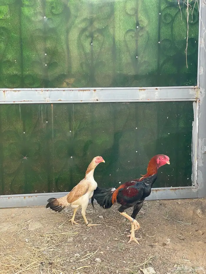 زوج ديك ودجاجة شامو الماني 0