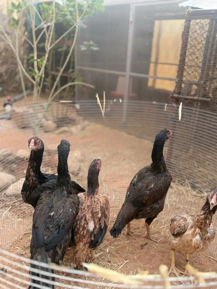 للبيع دجاج باكستاني 4